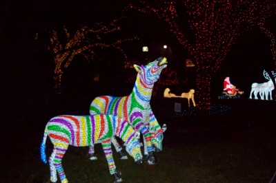 ... to see zoo lights at lincoln park zoo in chicago il it was a really